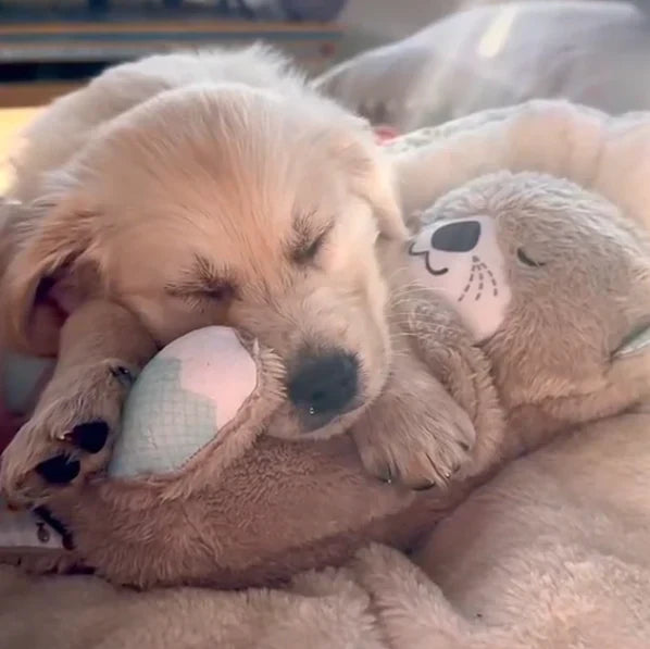 Calming Otter Cuddle